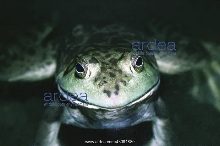 : Bullfrog, female : Bullfrog, female