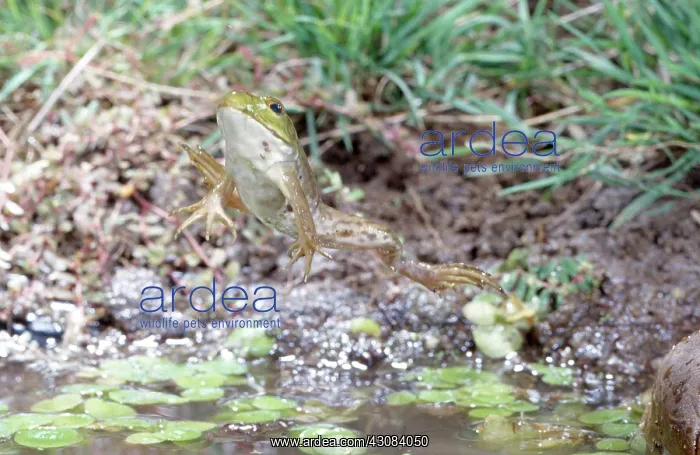 : Bullfrog Leaping : Bullfrog Leaping