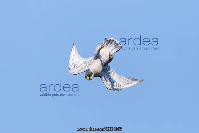 : Bullfrog on Lily Pad : Bullfrog on Lily Pad