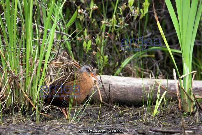 : Bullfrog on a log : Bullfrog on a log