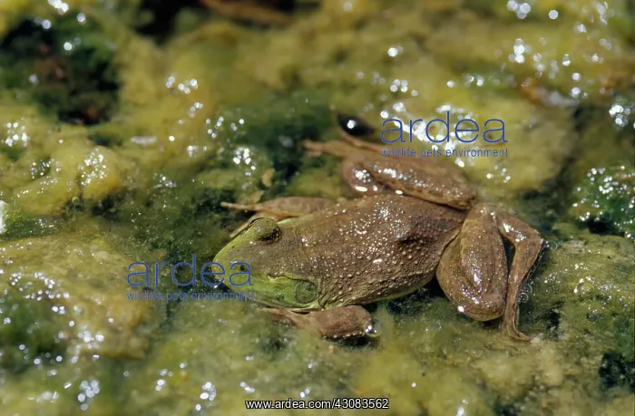 : Bullfrog Missing Eye : Bullfrog Missing Eye