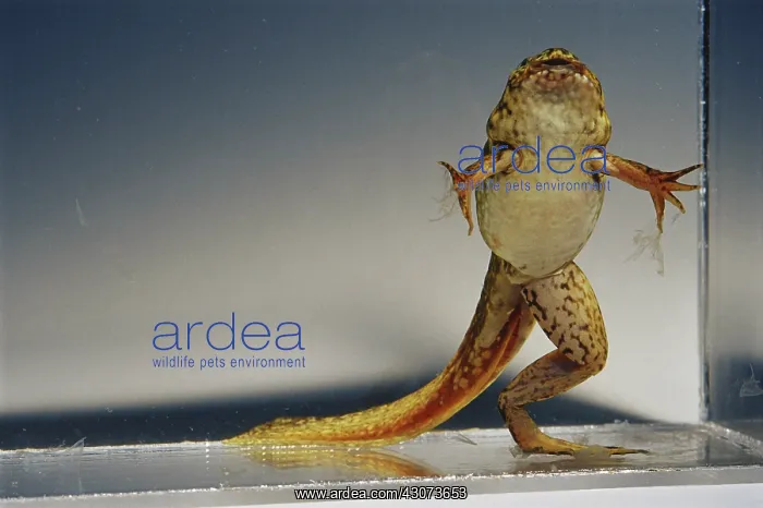: Bullfrog Missing Leg : Bullfrog Missing Leg