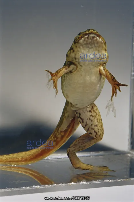  : Bullfrog Missing Leg