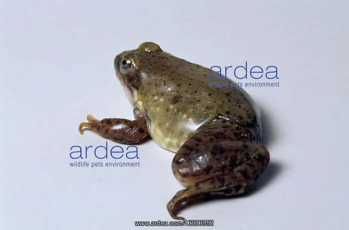 : Bullfrog Missing Leg : Bullfrog Missing Leg