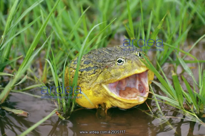 : BULLFROG - MOUTH OPEN : BULLFROG - MOUTH OPEN