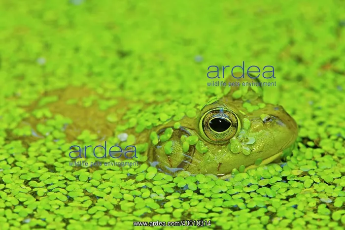  : Bullfrog in pond