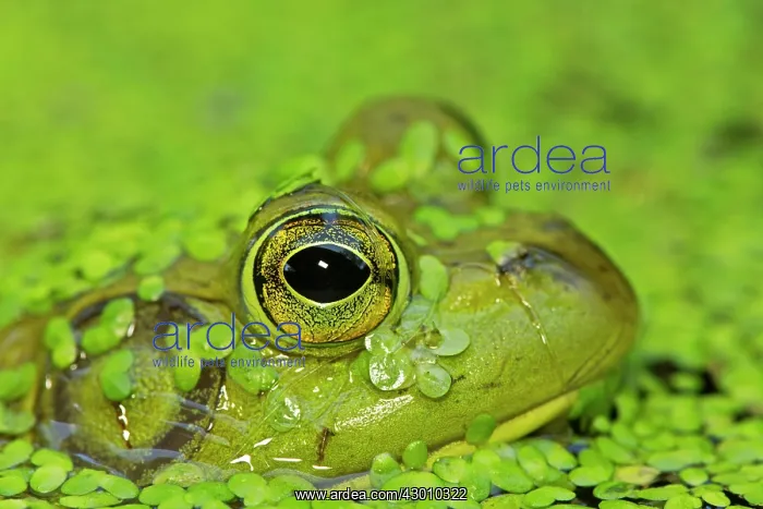  : Bullfrog in pond