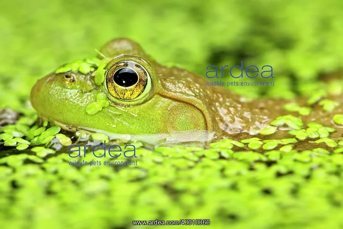  : Bullfrog in pond