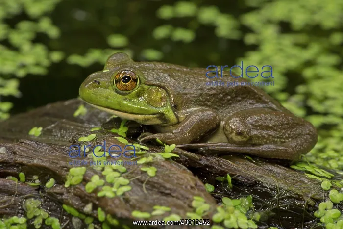  : Bullfrog in pond