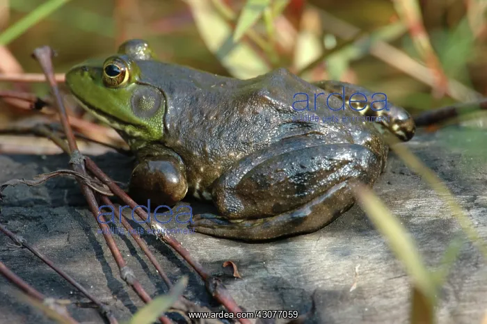 : Bullfrog (Rana catesbeiana) : Bullfrog (Rana catesbeiana)