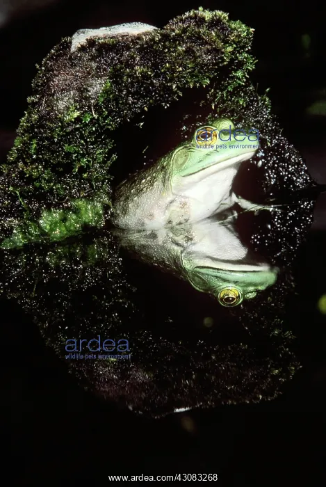 : Bullfrog (Rana catesbeiana) : Bullfrog (Rana catesbeiana)