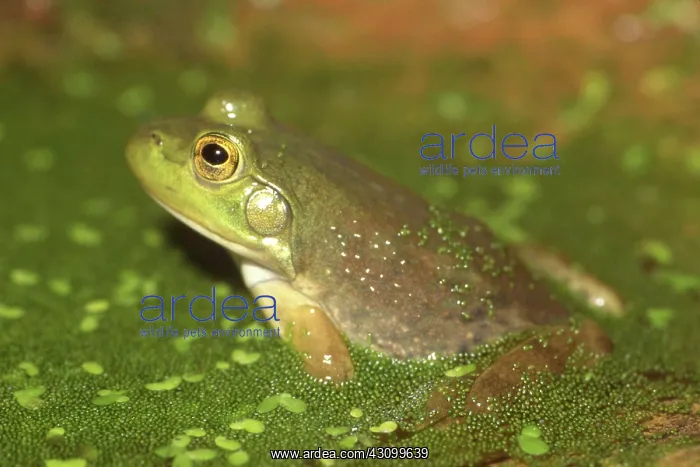 : Bullfrog (Rana catesbeiana) : Bullfrog (Rana catesbeiana)