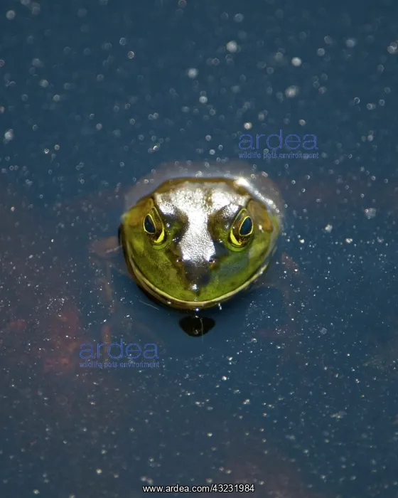 : Bullfrog, Rana catesbeiana, Stanley Park : Bullfrog, Rana catesbeiana, Stanley Park
