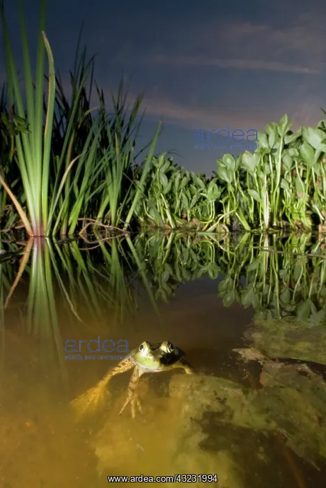 : Bullfrog, Rana catesbeiana, Stanley Park : Bullfrog, Rana catesbeiana, Stanley Park