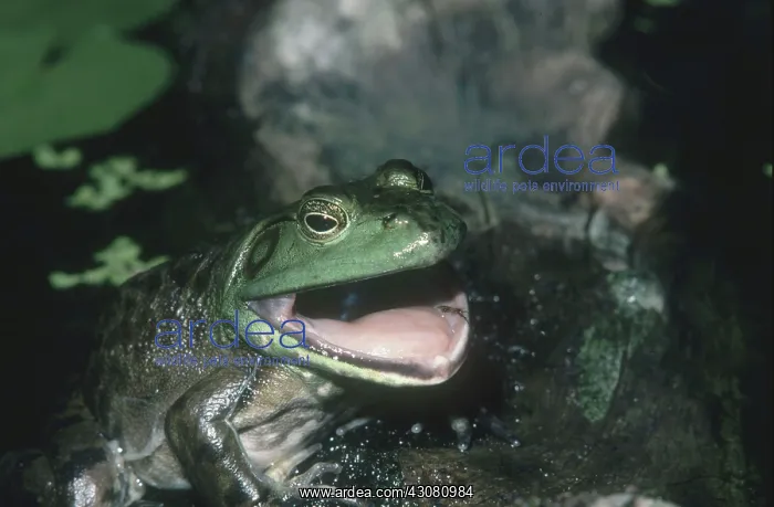 : Bullfrog Shedding : Bullfrog Shedding