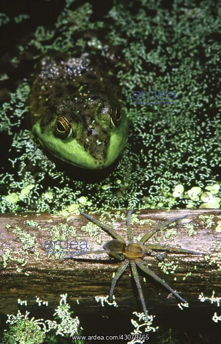 : Bullfrog with Six-spotted Fishing Spider : Bullfrog with Six-spotted Fishing Spider