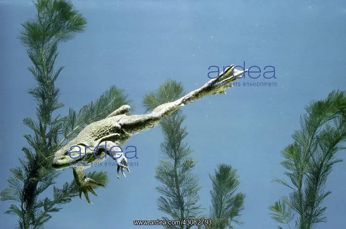 : Bullfrog Swimming : Bullfrog Swimming