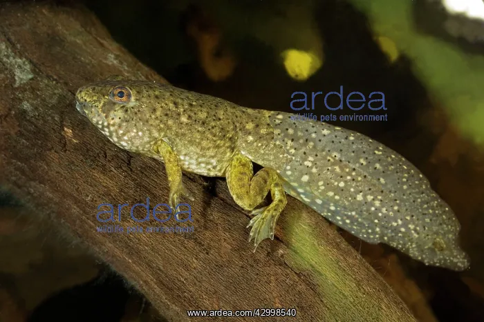 : Bullfrog Tadpole : Bullfrog Tadpole