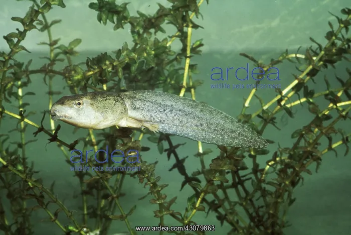 : Bullfrog Tadpole : Bullfrog Tadpole