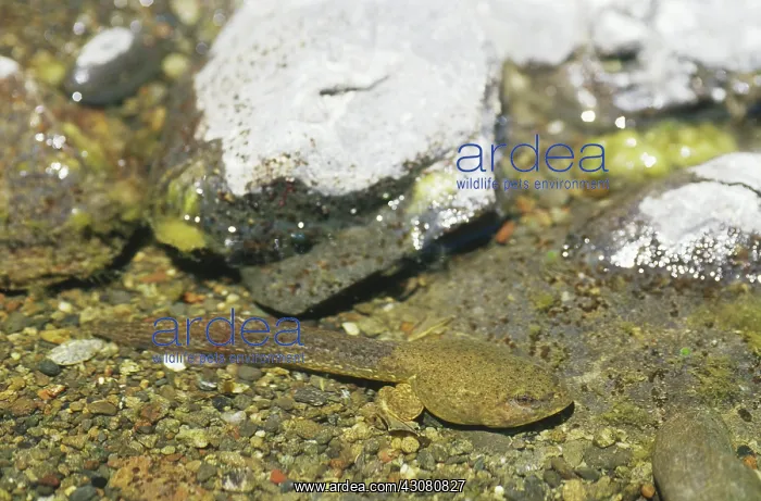: Bullfrog Tadpole : Bullfrog Tadpole