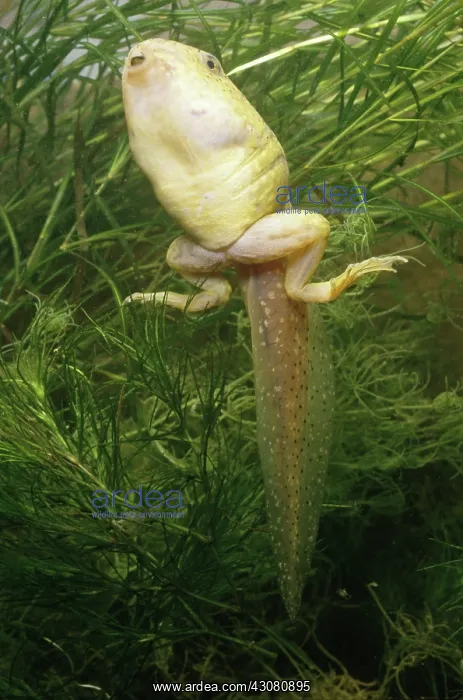 : Bullfrog Tadpole : Bullfrog Tadpole