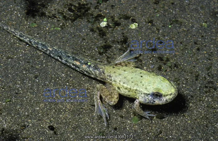 : Bullfrog Tadpole : Bullfrog Tadpole