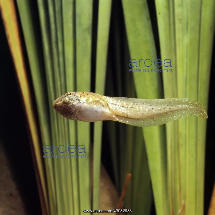 : Bullfrog Tadpole : Bullfrog Tadpole