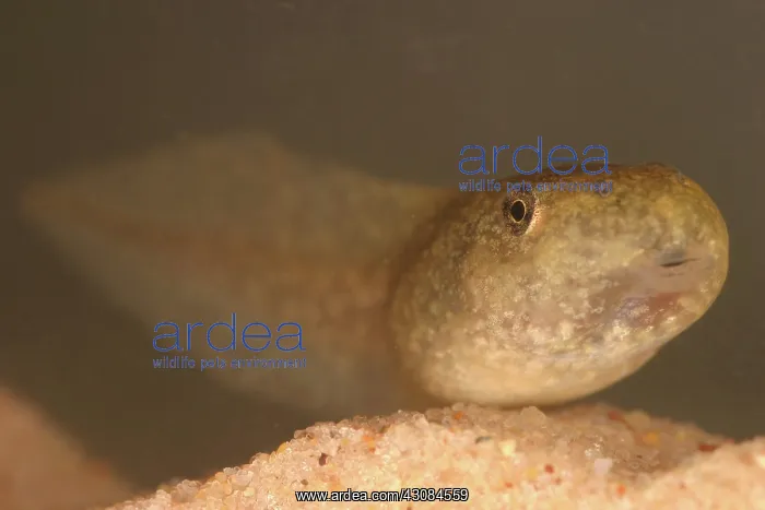 : Bullfrog Tadpole : Bullfrog Tadpole