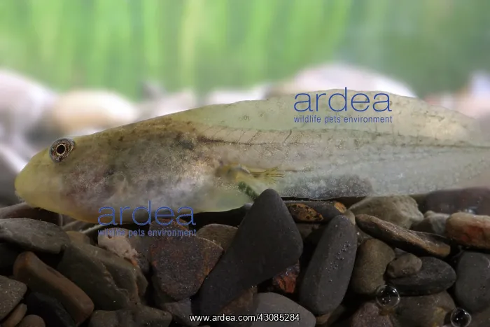 : Bullfrog tadpole : Bullfrog tadpole