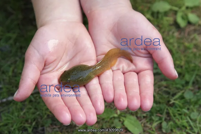  : Bullfrog Tadpole