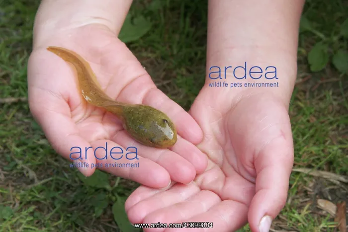 : Bullfrog Tadpole : Bullfrog Tadpole