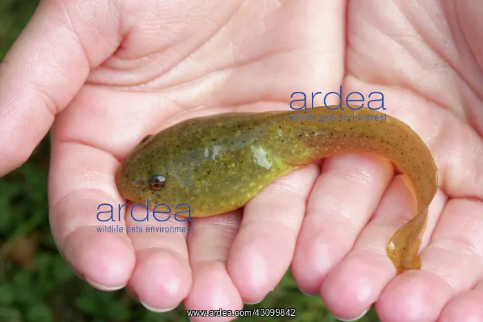: Bullfrog Tadpole : Bullfrog Tadpole