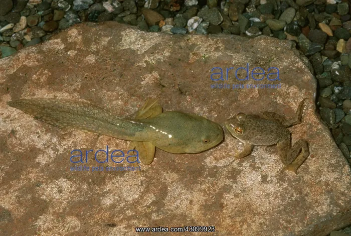 : Bullfrog and Tadpole : Bullfrog and Tadpole