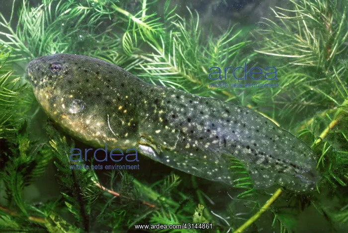 : Bullfrog Tadpole : Bullfrog Tadpole