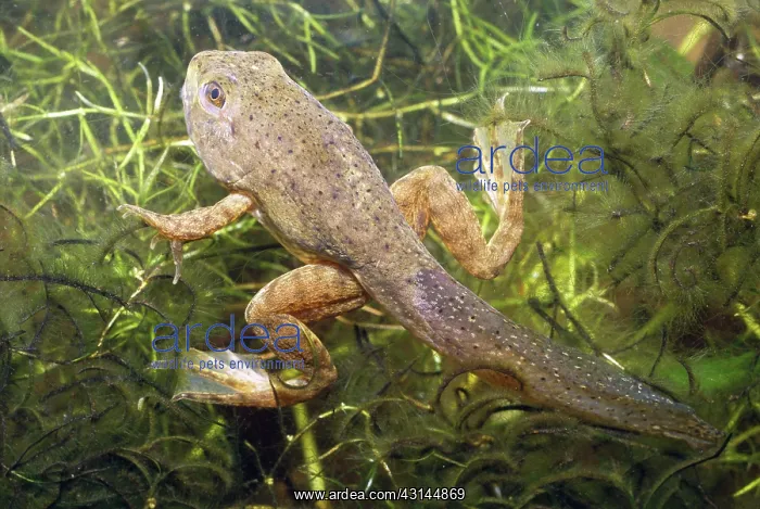 : Bullfrog Tadpole : Bullfrog Tadpole