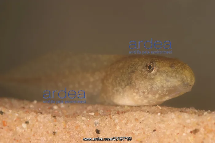 : Bullfrog Tadpole : Bullfrog Tadpole