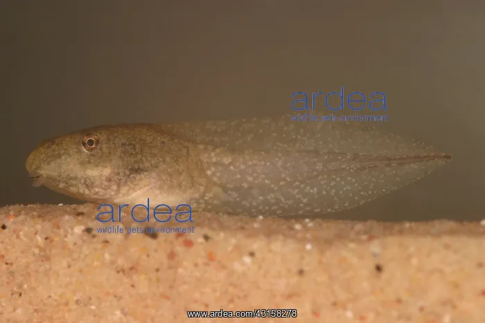 : Bullfrog Tadpole : Bullfrog Tadpole