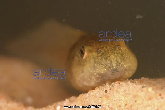 : Bullfrog Tadpole : Bullfrog Tadpole