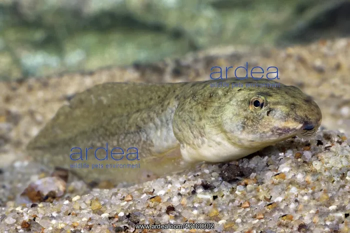 : Bullfrog Tadpole : Bullfrog Tadpole