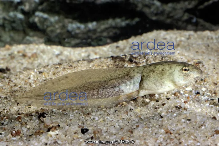 : Bullfrog Tadpole : Bullfrog Tadpole