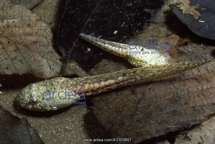 : Bullfrog Tadpoles : Bullfrog Tadpoles
