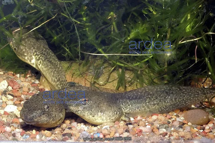 : Bullfrog Tadpoles (Rana catesbeiana) : Bullfrog Tadpoles (Rana catesbeiana)