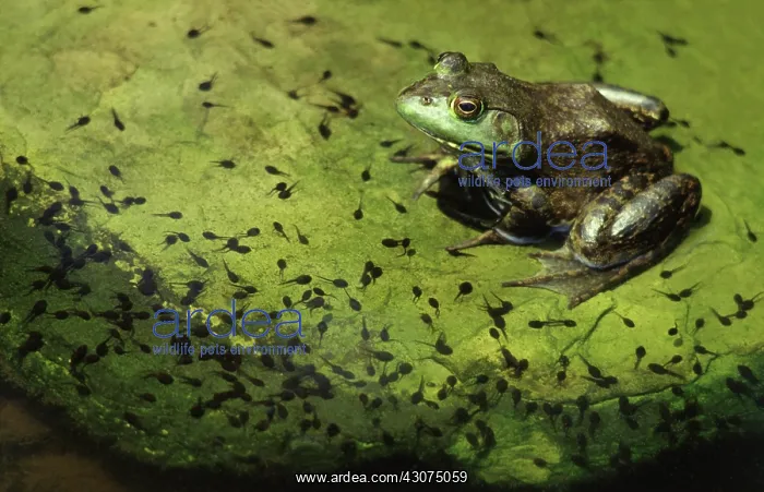 : Bullfrog and Toad Tadpoles : Bullfrog and Toad Tadpoles