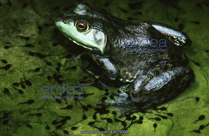 : Bullfrog and Toad Tadpoles : Bullfrog and Toad Tadpoles