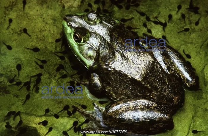 : Bullfrog and Toad Tadpoles : Bullfrog and Toad Tadpoles
