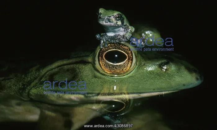 : Bullfrog and Treefrog : Bullfrog and Treefrog