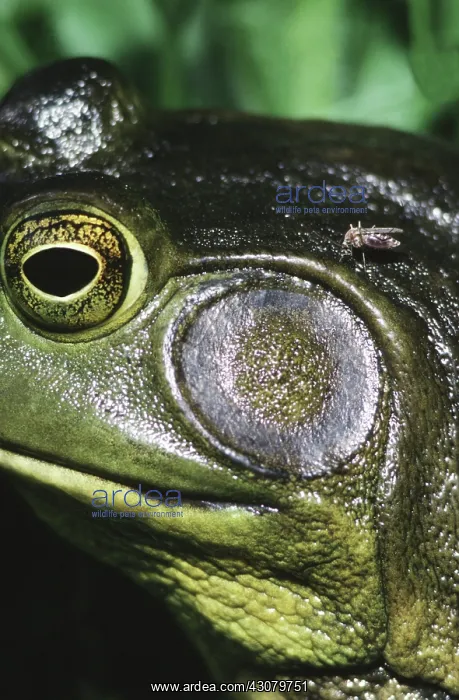 : Bullfrog tympanum : Bullfrog tympanum