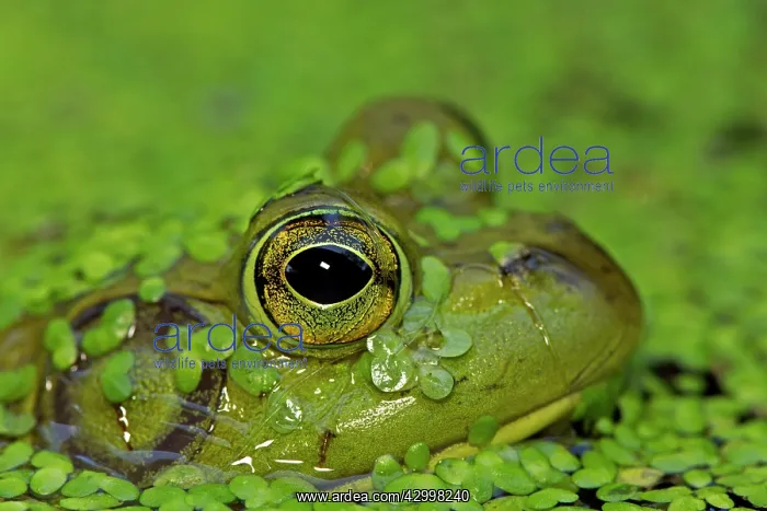 : Bullfrog - in water : Bullfrog - in water