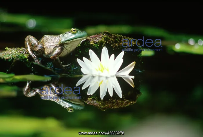 : Bullfrog and Water Lily : Bullfrog and Water Lily