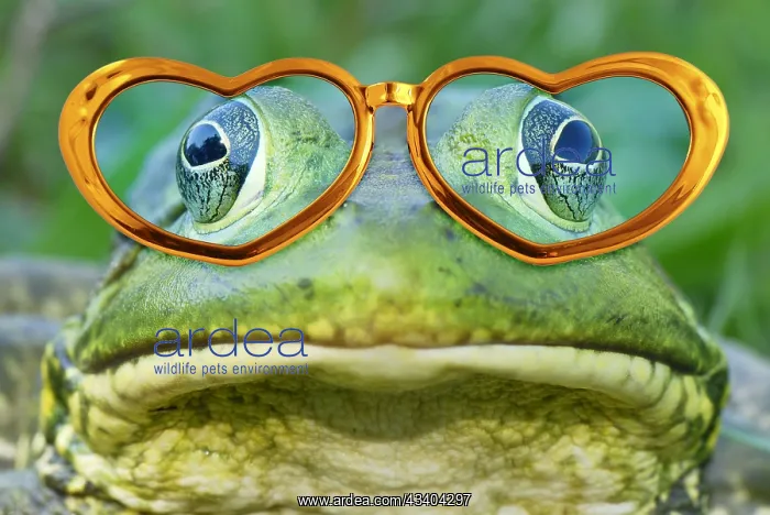 : Bullfrog wearing gold spectacles : Bullfrog wearing gold spectacles